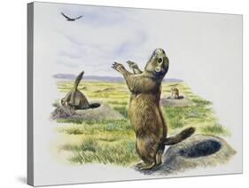 Black-Tailed Prairie Dog (Cynomys Ludovicianus), Sciuridae-null-Stretched Canvas
