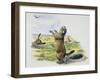 Black-Tailed Prairie Dog (Cynomys Ludovicianus), Sciuridae-null-Framed Giclee Print