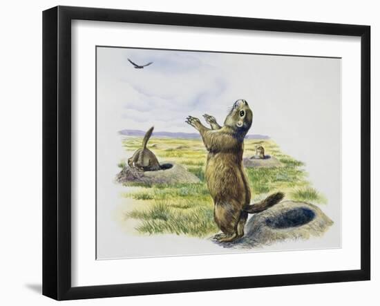 Black-Tailed Prairie Dog (Cynomys Ludovicianus), Sciuridae-null-Framed Giclee Print