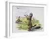 Black-Tailed Prairie Dog (Cynomys Ludovicianus), Sciuridae-null-Framed Giclee Print