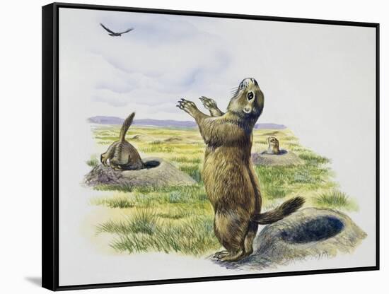 Black-Tailed Prairie Dog (Cynomys Ludovicianus), Sciuridae-null-Framed Stretched Canvas