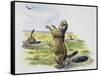 Black-Tailed Prairie Dog (Cynomys Ludovicianus), Sciuridae-null-Framed Stretched Canvas