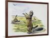 Black-Tailed Prairie Dog (Cynomys Ludovicianus), Sciuridae-null-Framed Giclee Print