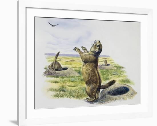 Black-Tailed Prairie Dog (Cynomys Ludovicianus), Sciuridae-null-Framed Giclee Print