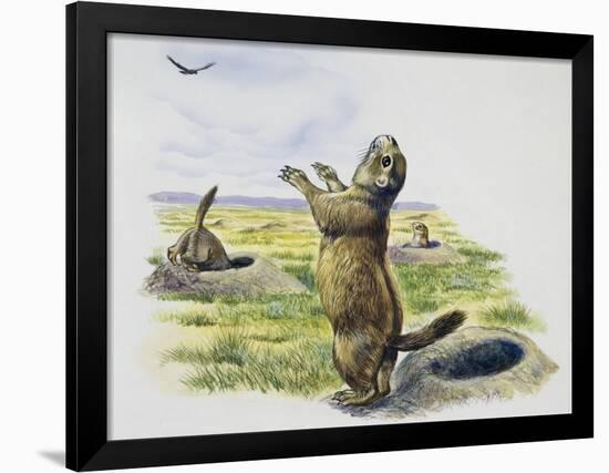 Black-Tailed Prairie Dog (Cynomys Ludovicianus), Sciuridae-null-Framed Giclee Print