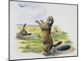 Black-Tailed Prairie Dog (Cynomys Ludovicianus), Sciuridae-null-Mounted Giclee Print