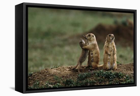 Black-Tailed Prairie Dog Family-W^ Perry Conway-Framed Stretched Canvas