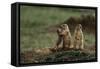 Black-Tailed Prairie Dog Family-W^ Perry Conway-Framed Stretched Canvas