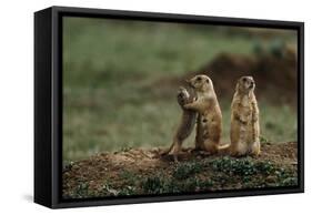 Black-Tailed Prairie Dog Family-W^ Perry Conway-Framed Stretched Canvas