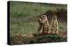 Black-Tailed Prairie Dog Family-W. Perry Conway-Stretched Canvas