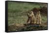 Black-Tailed Prairie Dog Family-W. Perry Conway-Framed Stretched Canvas