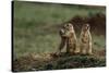 Black-Tailed Prairie Dog Family-W^ Perry Conway-Stretched Canvas