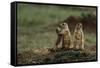 Black-Tailed Prairie Dog Family-W^ Perry Conway-Framed Stretched Canvas