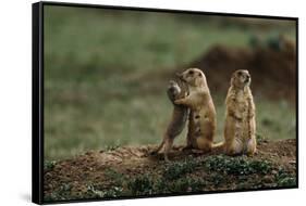 Black-Tailed Prairie Dog Family-W^ Perry Conway-Framed Stretched Canvas