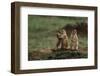 Black-Tailed Prairie Dog Family-W^ Perry Conway-Framed Premium Photographic Print