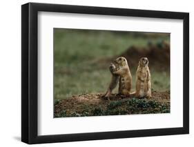Black-Tailed Prairie Dog Family-W^ Perry Conway-Framed Premium Photographic Print