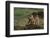 Black-Tailed Prairie Dog Family-W^ Perry Conway-Framed Premium Photographic Print