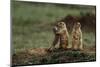 Black-Tailed Prairie Dog Family-W^ Perry Conway-Mounted Premium Photographic Print