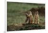 Black-Tailed Prairie Dog Family-W^ Perry Conway-Framed Photographic Print