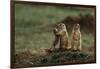 Black-Tailed Prairie Dog Family-W^ Perry Conway-Framed Photographic Print