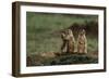 Black-Tailed Prairie Dog Family-W. Perry Conway-Framed Photographic Print