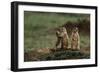 Black-Tailed Prairie Dog Family-W. Perry Conway-Framed Photographic Print