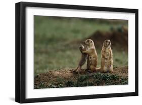 Black-Tailed Prairie Dog Family-W^ Perry Conway-Framed Photographic Print