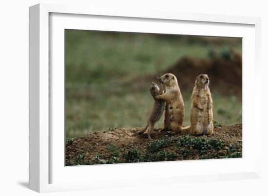 Black-Tailed Prairie Dog Family-W. Perry Conway-Framed Photographic Print