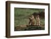 Black-Tailed Prairie Dog Family-W. Perry Conway-Framed Photographic Print