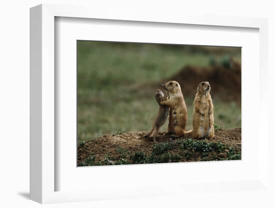 Black-Tailed Prairie Dog Family-W^ Perry Conway-Framed Photographic Print