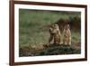 Black-Tailed Prairie Dog Family-W. Perry Conway-Framed Photographic Print