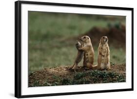 Black-Tailed Prairie Dog Family-W^ Perry Conway-Framed Photographic Print