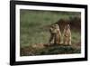 Black-Tailed Prairie Dog Family-W^ Perry Conway-Framed Photographic Print