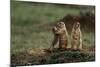 Black-Tailed Prairie Dog Family-W^ Perry Conway-Mounted Photographic Print