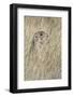 Black-tailed prairie dog, Greycliff Prairie Dog Town State Park, near Livingston, Montana-Adam Jones-Framed Photographic Print