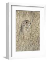 Black-tailed prairie dog, Greycliff Prairie Dog Town State Park, near Livingston, Montana-Adam Jones-Framed Photographic Print