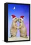 Black-Tailed Prairie Dog Pair in Christmas Hats-null-Framed Stretched Canvas