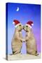 Black-Tailed Prairie Dog Pair in Christmas Hats-null-Stretched Canvas