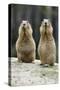 Black-Tailed Prairie Dog Pair Nibbling on Food-null-Stretched Canvas