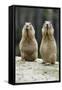 Black-Tailed Prairie Dog Pair Nibbling on Food-null-Framed Stretched Canvas