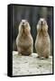 Black-Tailed Prairie Dog Pair Nibbling on Food-null-Framed Stretched Canvas