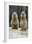 Black-Tailed Prairie Dog Pair Nibbling on Food-null-Framed Photographic Print