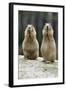Black-Tailed Prairie Dog Pair Nibbling on Food-null-Framed Photographic Print