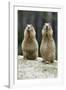 Black-Tailed Prairie Dog Pair Nibbling on Food-null-Framed Photographic Print