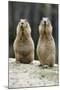 Black-Tailed Prairie Dog Pair Nibbling on Food-null-Mounted Photographic Print