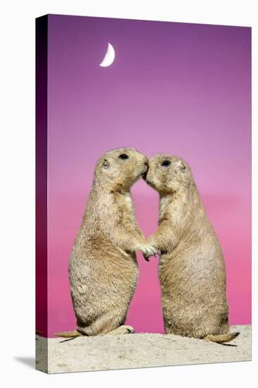 Black-Tailed Prairie Dog Pair Showing Affection Behaviour-null-Stretched Canvas