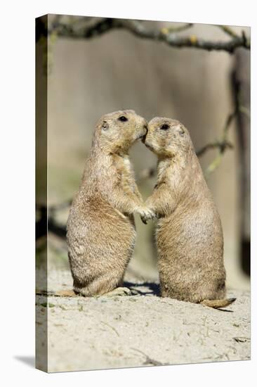 Black-Tailed Prairie Dog Pair Showing Affection Behaviour-null-Stretched Canvas