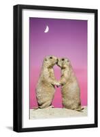 Black-Tailed Prairie Dog Pair Showing Affection Behaviour-null-Framed Photographic Print