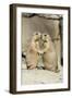 Black-Tailed Prairie Dog Pair Showing Affection Behaviour-null-Framed Photographic Print