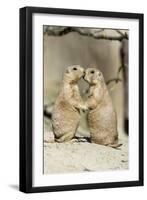 Black-Tailed Prairie Dog Pair Showing Affection Behaviour-null-Framed Photographic Print